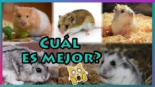 RAZAS DE HAMSTER