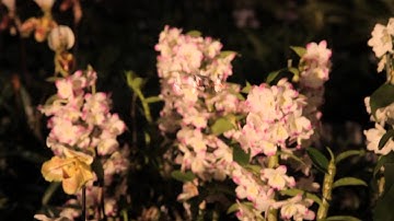 Revell Control - XS Nano Quad