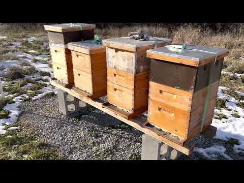 How To Understand My Ohio Apiary Inspection Report