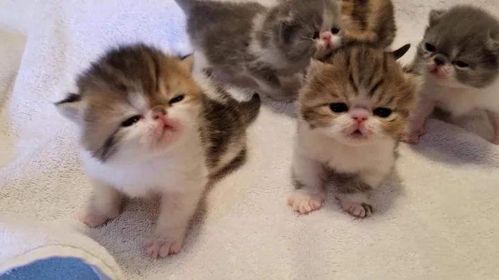 Watch the video about Olivia and Caspurr's Litter Born March 30 2018 for Ziakatz Exotic Shorthairs