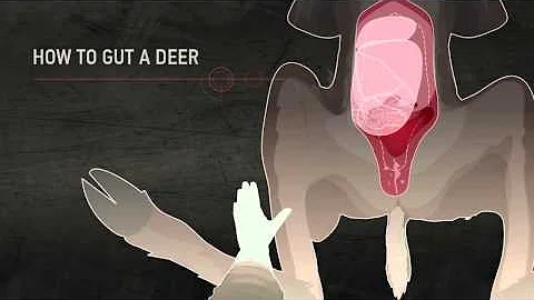 HUNTINGsmart! How to Field Dress a Deer