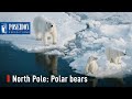North Pole: Polar bears and cubs with Poseidon Expeditions