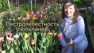 ПЕСТРОЛЕПЕСТНОСТЬ ТЮЛЬПАНОВ | Насколько опасно это заболевание и чем грозит | Светлана Самойлова