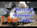 Утка Голубой Фаворит и ее разведение