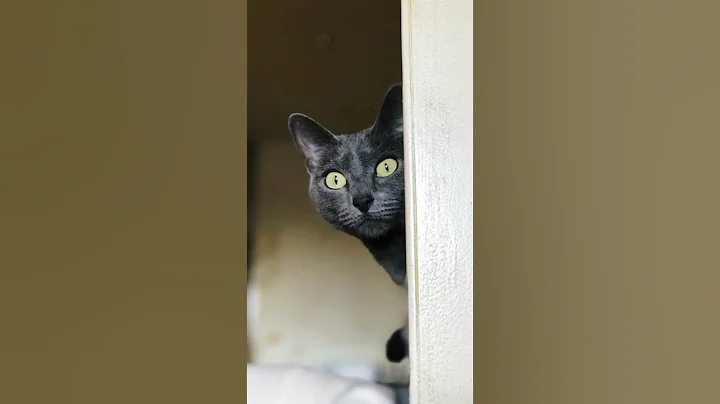 Watch the video about Russian blue cat #shorts