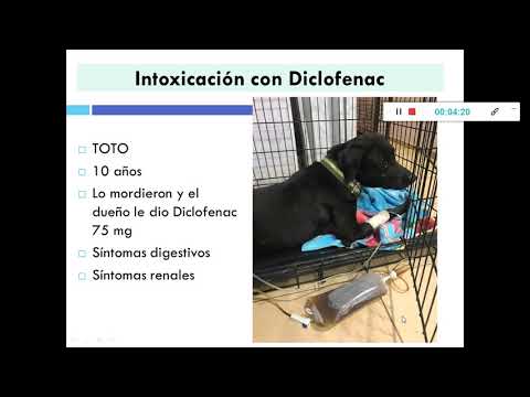 Video: Tratamiento De Intoxicaciones Por Drogas En Mascotas