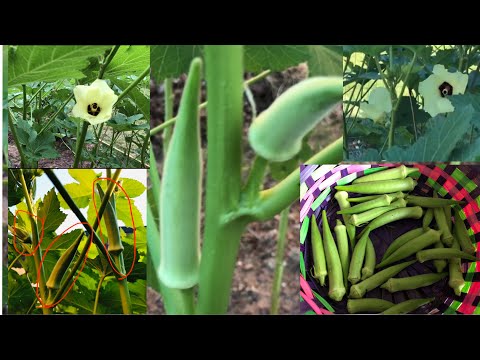 Video: Okra Ist Ein Diätetischer Exot. Fortsetzung