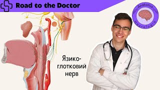 картинка: Язико-глотковий нерв (ІХ пара ЧМН)