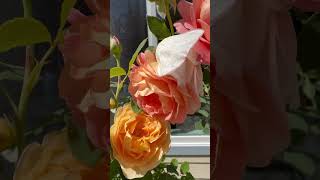 Rose kiss #davidaustinroses
