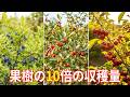 この小さな低木は、果樹の10倍もの食べ物を生み出します！一年のうち8か月も収穫できる食用低木