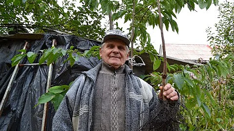 ХУРМА: посадка хурмы осенью и весной. Выбираем саженец правильно