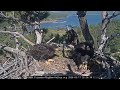 See Shadow's perfect fish delivery over Jackie, Luna & Sandy try to self-feed | 5.17.26
