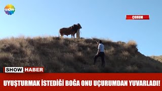 Uyuşturmak istediği boğa onu uçurumdan yuvarladı! Resimi