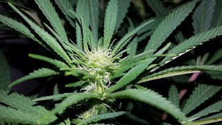 Northern Lights Organic Grow with Mars Hydro TSW 2000 - Day 14 of Flower
