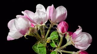 Soft music sleeping music relaxing music Relaxing Music 24/7 I Meditation Music | stress relief screenshot 5