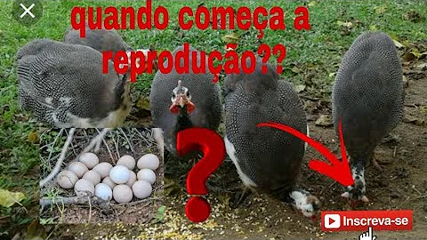 Como saber quando a galinha da Angola vai botar?
