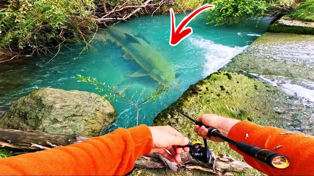 ОТКРИХМЕ НОВ ВИД РИБА В  РЕКА ПЪЛНА С МОРСКИ ХИЩНИЦИ!