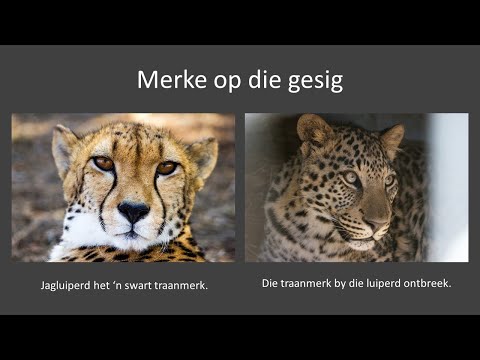 Video: Hoe Om 'n Luiperd Te Trek