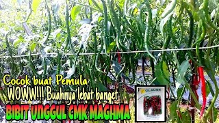 Cabe Maghma F1 Bibit Unggul Usia 100 Hst Sudah Panen- CMK Maghma F1 Clause