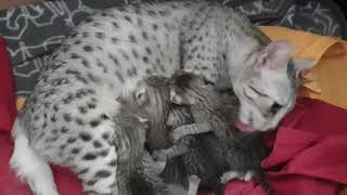 Egyptian Mau kittens by Karlskoga Katthotell & Butik 47 views 3 years ago 8 seconds