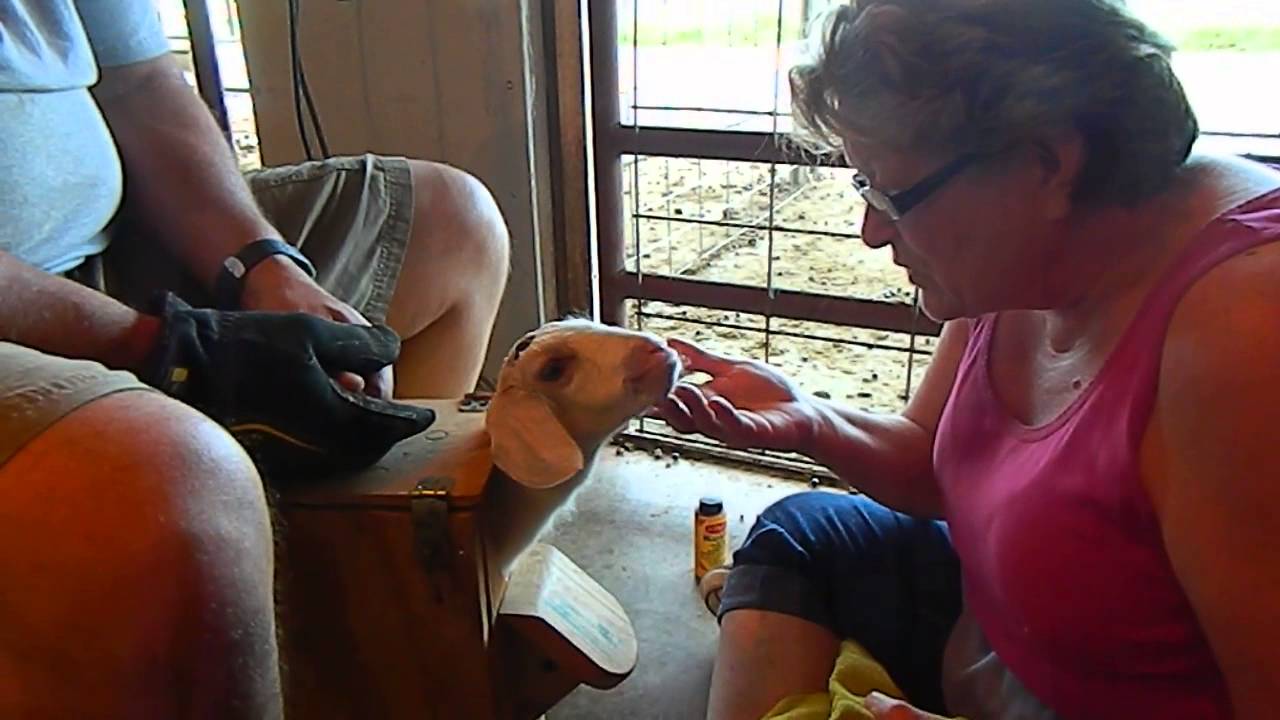 Farm life - How to disbud a baby goat (aka removing the horn buds)