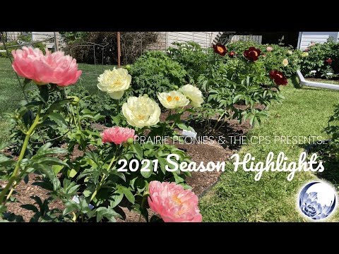 Canadian Peony Society Virtual Show - 2021 Bloom Season Highlights