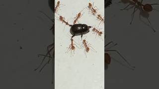 Red Ants Surround the Giant Beetle 😱