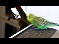 Kiwi the budgie (parakeet) speaks precious words to an iPad screen [4K UHD]