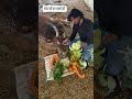 आपको ये वीडियो कैसा लगा।। #गौसेवा #shortsfeed #viralvideo #trending #cowhelp #cowvideos #viralvideo