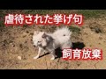 【虐待飼育放棄犬】不良グループに虐待された挙げ句放棄された犬