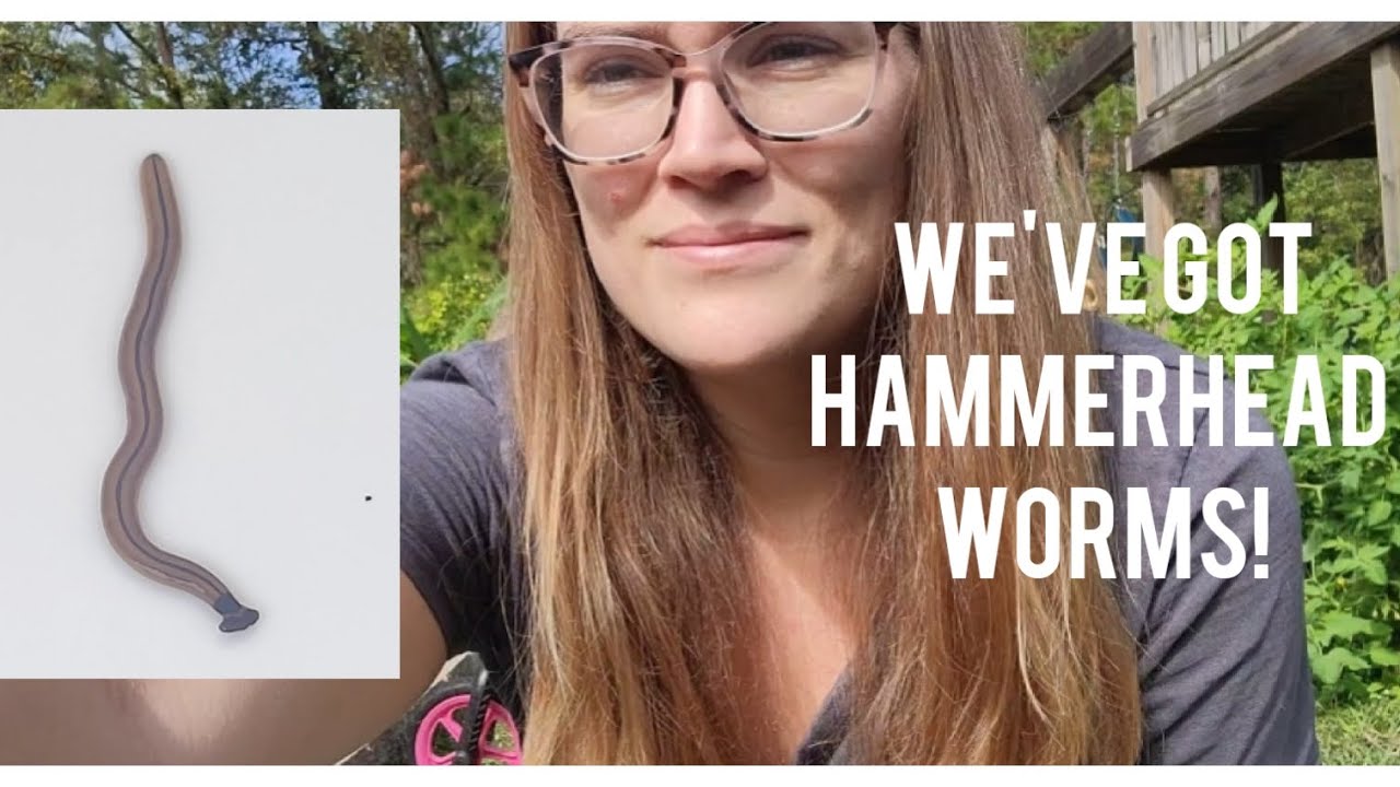Hammerhead Worms & Life Update 🏡 TheGardenLadyFL YouTube