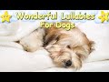 Calm Relax Your Dog  ♫ Super Relaxing Sleep Music For Puppies ♥ Lullaby For Dogs Bichon Havanese