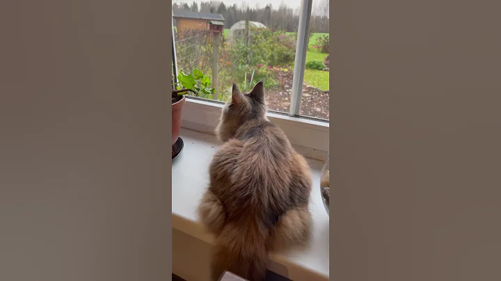 Video 11781921: mainecoon cat kitten