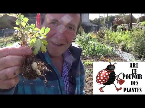 Vidéo: Comment poussent les cacahuètes : faire pousser des cacahuètes dans un jardin potager