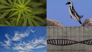 Marijuana, African Penguins, and Neandertal Genes and More: 60-Second Science Podcasts