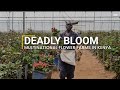 Deadly bloom multinational flower farms in kenya