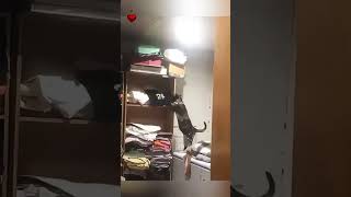 Кошачьи комедии.😻Веселые котики. Коты хулиганы! Невероятные трюки! #кот #трюк #хулиган #смех #short