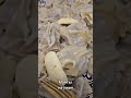 Приготовили вкусные манты на ужин