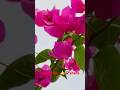 @craftstudiobyaparna5810👌😊 bougainvillea paper Craft🌿 #papercraft#diy #cute #shorts