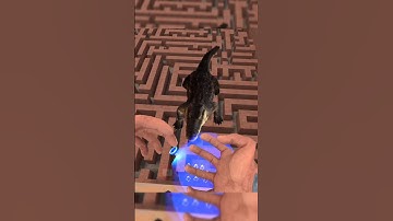 SCP-096 CHASE #games #gmod #garrysmod #shortvideo #shortsfeed #scp #shorts #nextbots