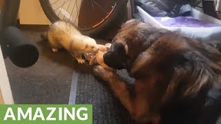 Dixie the alaskan malamute/american bulldog plays a game of tug-or-war
with shadow silver mitt ferret. amazing! source & embed code:
https://rumble.com/v...
