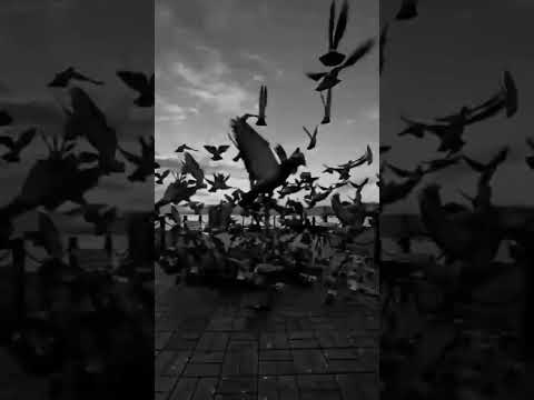 يارب ازور الكعبه