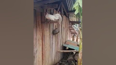 #tso tus laus qaib dib dawb rau peb saib ua si