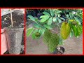 Soursop Tree Cuttings Technique To 100% Work...