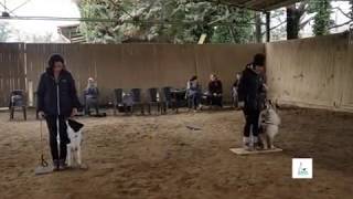 Rally Obedience Training - Side Step Right Stop