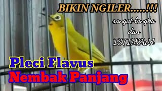 Sangat Langka!!! Pleci Flavus Nembak Panjang, Sungguh Istimewa