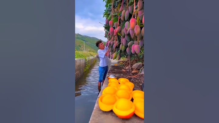 Chinese amazing mango fruit farming #shorts #short #youtubeshorts #shortvideo #tiktok #shortfeed