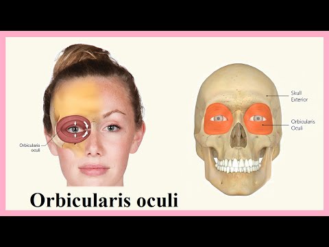 Vídeo: Qual é a função do orbicularis oculi?