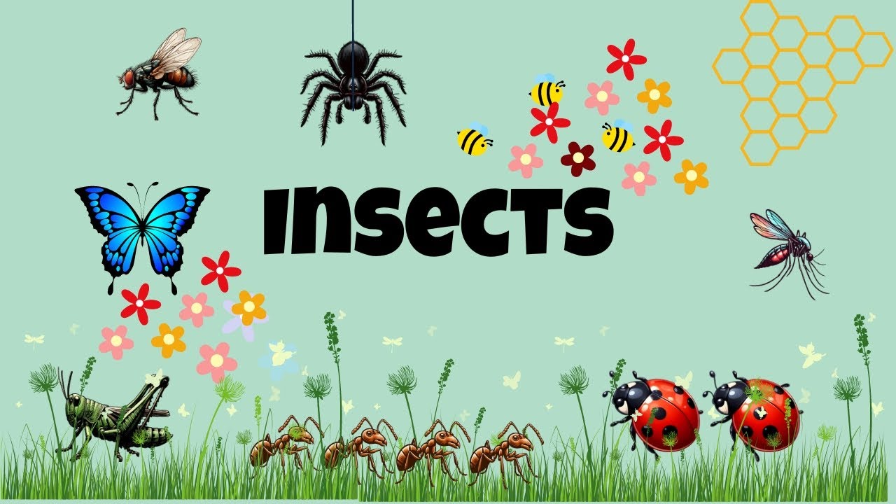 Insects name | Insects for kids | Learn names of Insects | Insects name ...