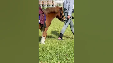 阪神競馬場 ポニー 銀次郎 カリブ 出走です ポニーは走らない おとなしい 